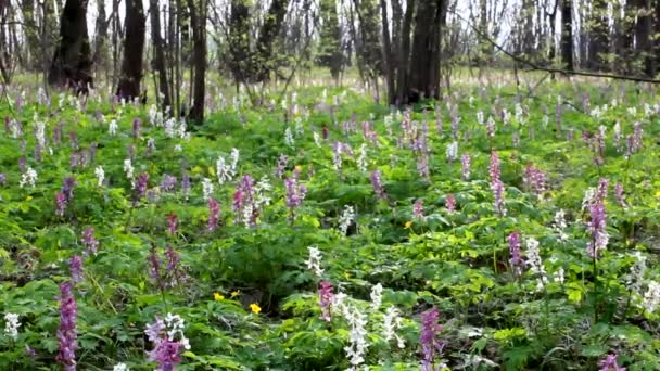 Primavera Bosque Caducifolio Onagra Corydaliscorydalis Forma Una Alfombra Bosque Caducifolio — Vídeos de Stock