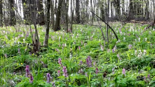 Весна Листяному Лісі Primrose Corydaliscorydalis Утворює Килим Весняному Листяному Передньому — стокове відео