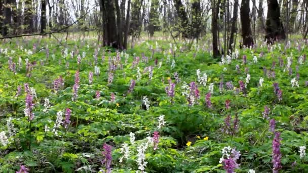 Corydalis Forms Carpet Spring Deciduous Forest Unobtrusive Harmonious Colors Corydalis — Stock Video