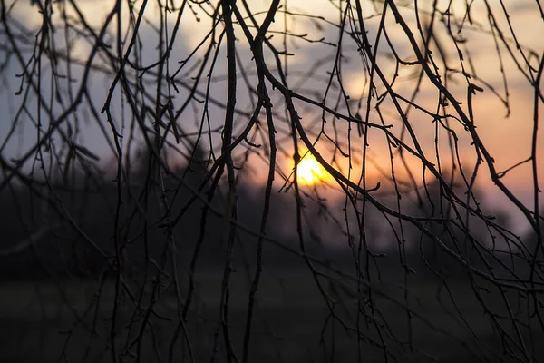 Sfondo Bello Insolito Fatto Elementi Della Natura — Foto Stock