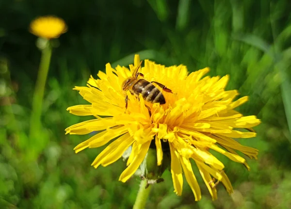 Una Abeja Recoge Néctar Polen Las Flores Diente León Spring — Foto de Stock