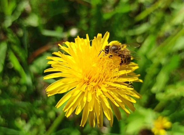 Una Abeja Recoge Néctar Polen Las Flores Diente León Primavera — Foto de Stock