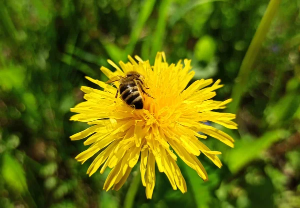 Harmony in nature. A bee collects nectar and pollen from dandelion flowers. Spring and summer - the time of the bee\'s ative work. They collect nectar and pollen, while pollinating plants.