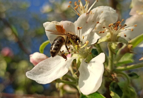 Honingbij Verzamelt Nectar Stuifmeel Van Een Bloem Van Een Appelboom — Stockfoto