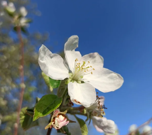 Flor Manzano Sobre Fondo Cielo Azul Cielo Azul Hermoso Fondo — Foto de Stock