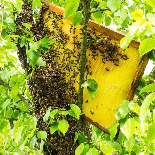 Enjambre Abejas Encuentra Tronco Árbol Que Complica Proceso Eliminación Para — Foto de Stock