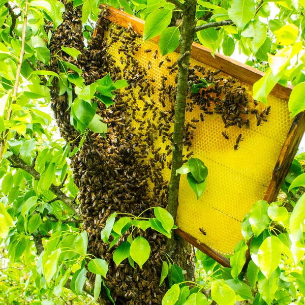 Bee Swarm Located Tree Trunk Complicates Process Its Removal Subsequent — Stock Photo, Image