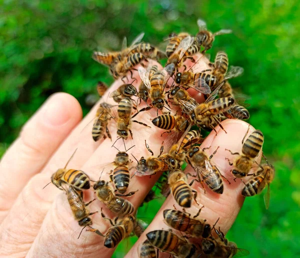 Abelhas Nos Dedos Apicultor Durante Trabalho Apiário Abelhas Podem Sentar — Fotografia de Stock