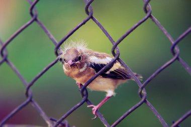 Çite genç Avrasya serçe