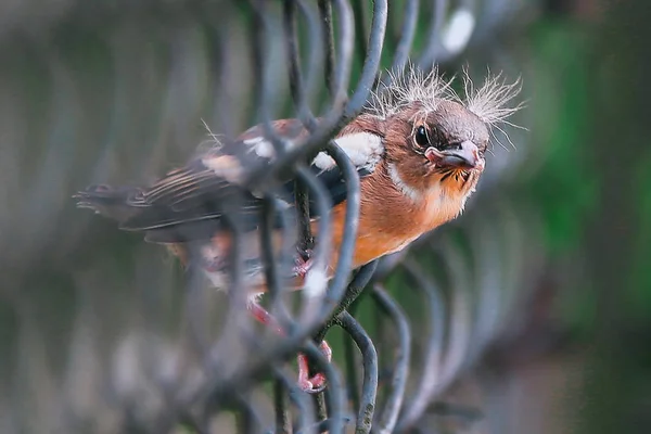 Unga eurasiska sparrow på staketet — Stockfoto