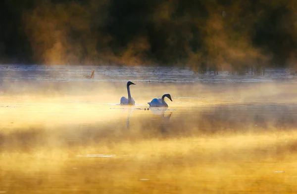 Schwanenpaar auf dem See — Stockfoto