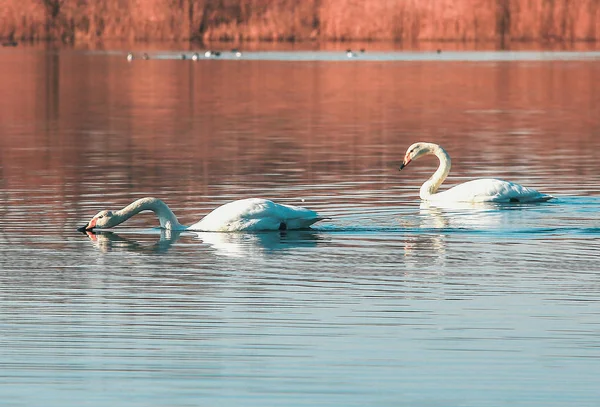 湖上的天鹅夫妇 — 图库照片