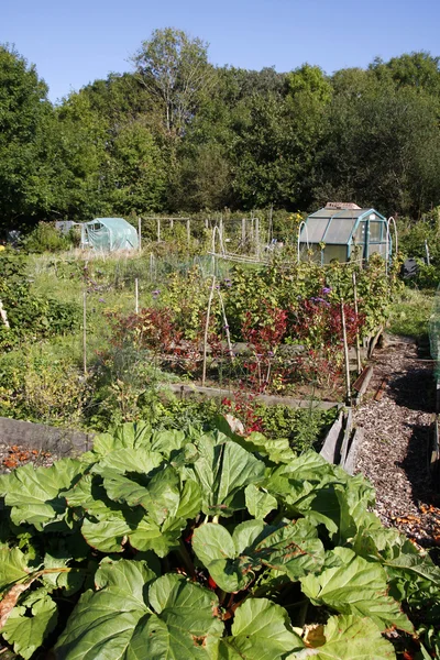 Cultivo de hortalizas en una parcela — Foto de Stock