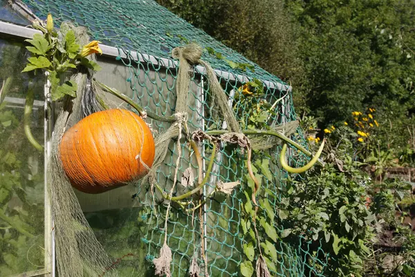 Pumpkin growing in an allotment — Stock Photo, Image