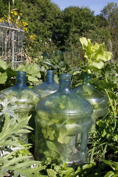 市民農園で栽培レタス — ストック写真
