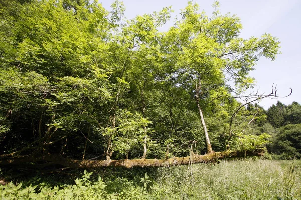 Omgevallen boom van Ash met nieuwe groei — Stockfoto