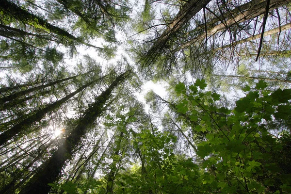 Geniş açı ağaçlar ve gökyüzü — Stok fotoğraf