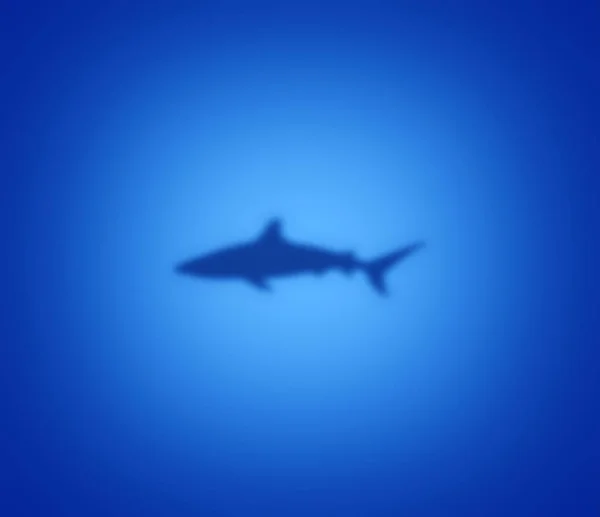蓝色鲨鱼剪影 — 图库照片