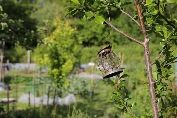 从树枝上垂下来的空金属鸟喂食器 — 图库照片