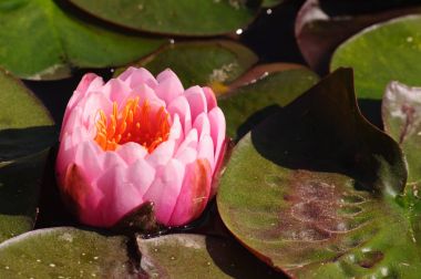 Göl suları, Lotus çiçeği