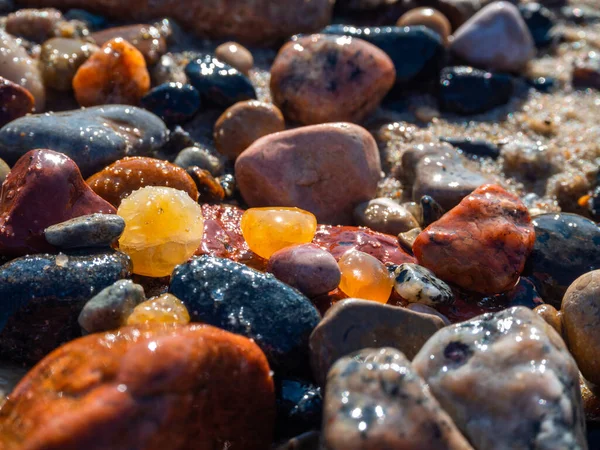 Small amber stone and pebbles on the sandy beach. Shallow wet amber washed by waves. Natural mineral at the Baltic sea coast.  Short focus.