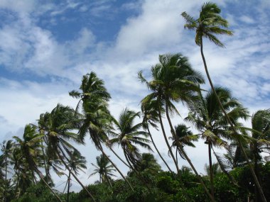 palmiye ağaçları Sri Lanka Adası