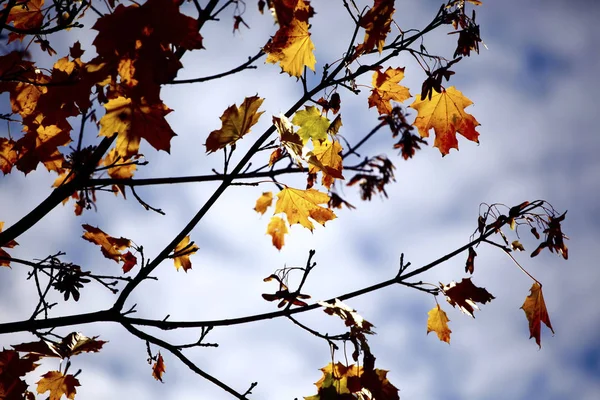Herbstzeit im Park