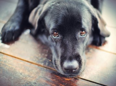 Siyah labrador av köpeği.