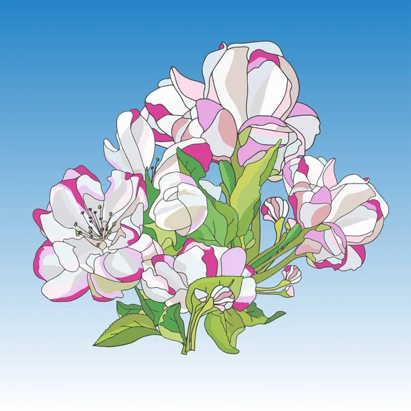 Flores del manzano floreciente (ilustración vectorial ) — Archivo Imágenes Vectoriales