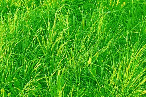 午前中に野生の草原草 — ストック写真