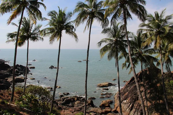 Palm coast okyanusun.