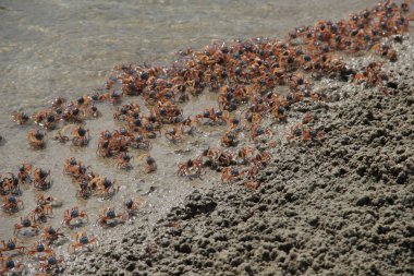 Birçok (bir sürü) yengeç Goa, Hindistan Hint Okyanusu kıyısında