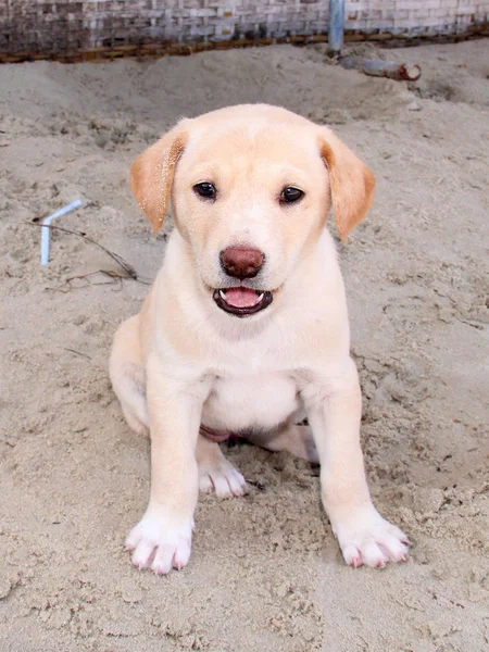 Birkaç aylık labrador retriever köpek yavrusu — Stok fotoğraf