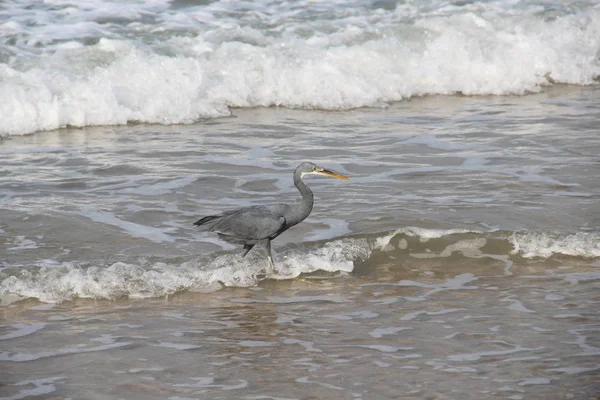 Heron bir tropikal plaj