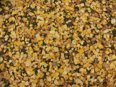 sonbahar arka plan, sarı yaprak, yaprak düşüyor