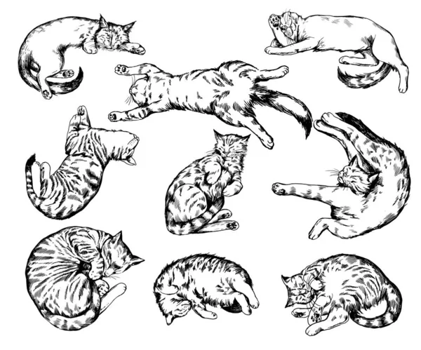 Hand Drawn Realistic Sleeping Cat Vector Set — Stock Vector