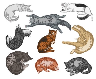 uyuyan kediler 2 renk seti