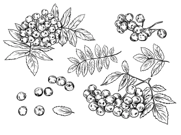 Realistyczny zestaw ręcznie rysowane czarno-białe jagody łabędzie z l — Wektor stockowy