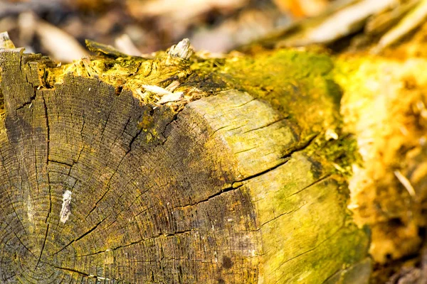 Sahilde ölü bir ağaç