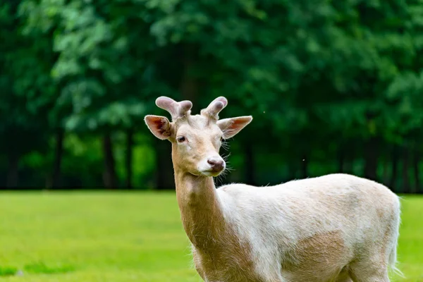 De herten op het gras — Stockfoto