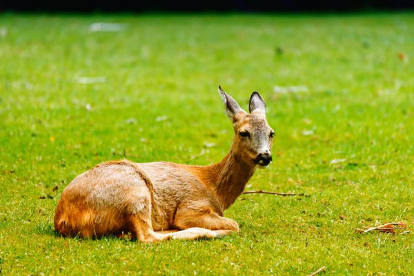 Le cerf à l'herbe 1 — Photo