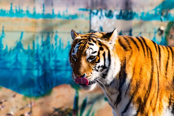 The wild Tiger 1 — Stock Photo, Image