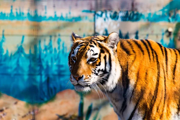 野生の虎 3 — ストック写真