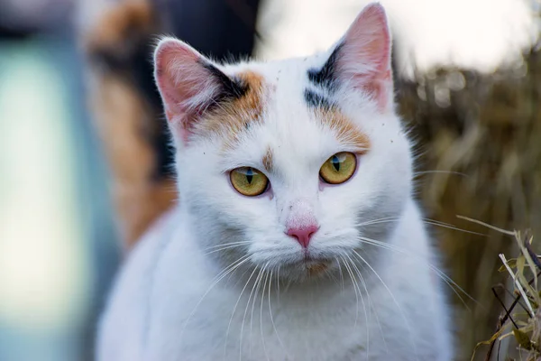 三毛猫ねこネコ猫 — ストック写真