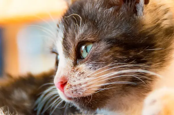 Een close-up kat gezicht — Stockfoto