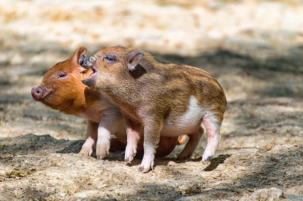 Two baby pigs — Stock Photo, Image