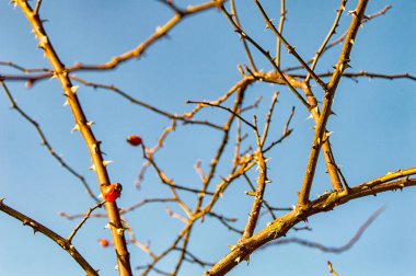 Bir Bush bir Kuşburnu