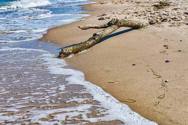 Driftwood on the beach — Stock Photo, Image