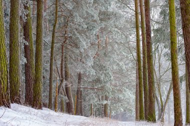 Romantik kış orman