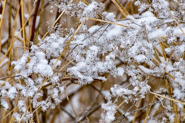 Ледяной луг зимой — стоковое фото